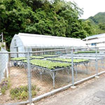 花の苗木を育てる